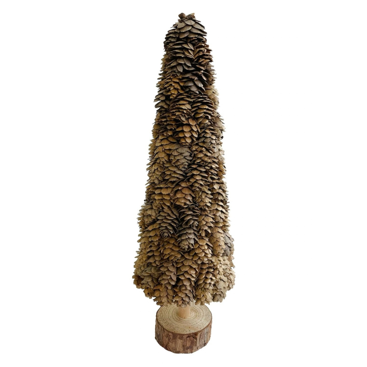 Holly Evergreen Tree