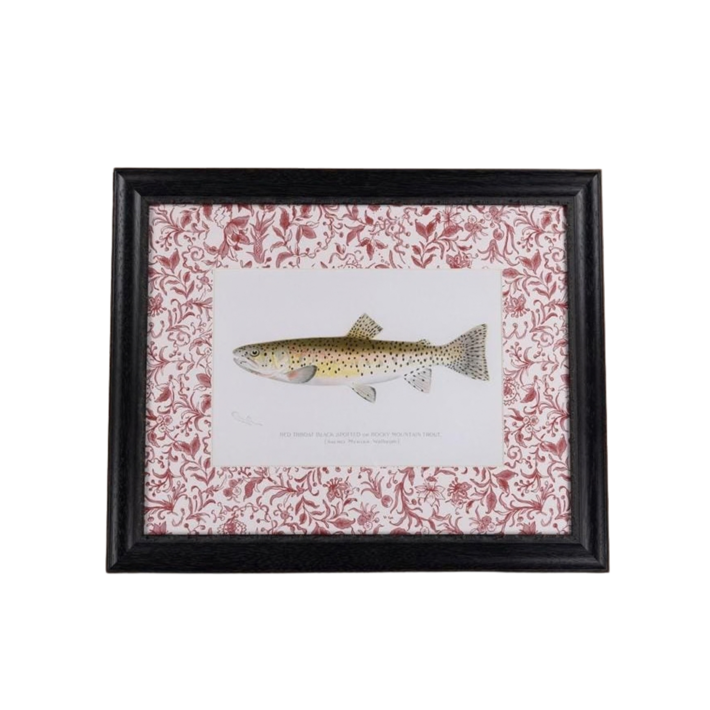 Fish II Framed Print- A Quiet Classic with Personality