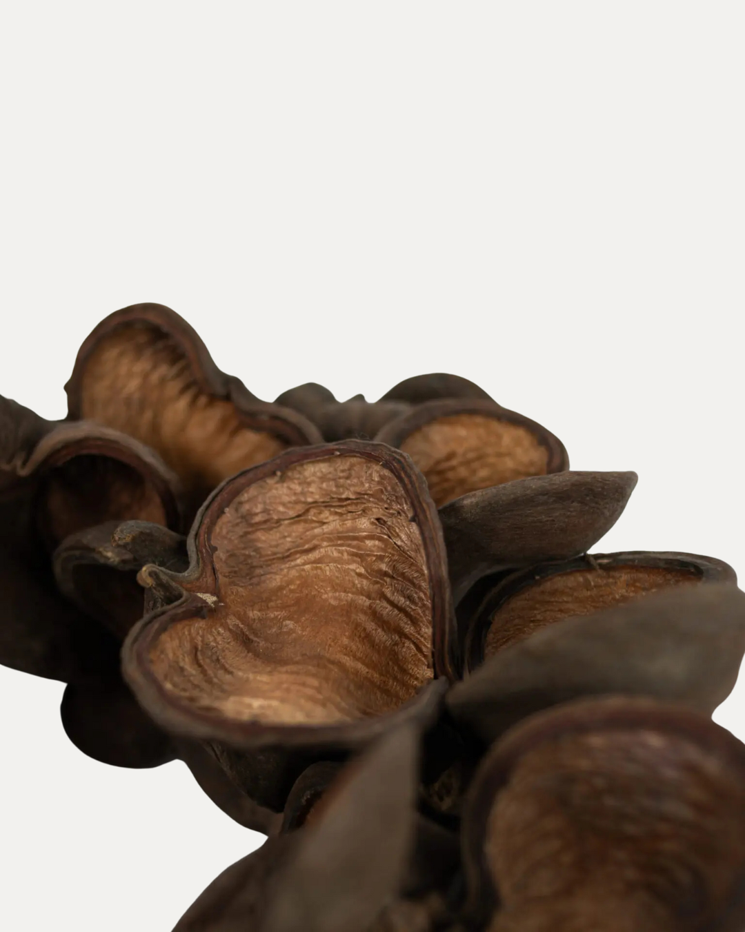 Coroa de Natal, Flores Pecan Secas Ø38 cm