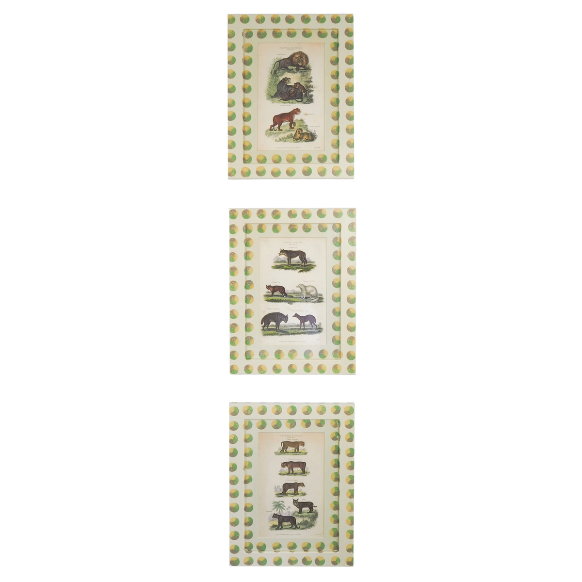 Trio of Antique Natural History Prints