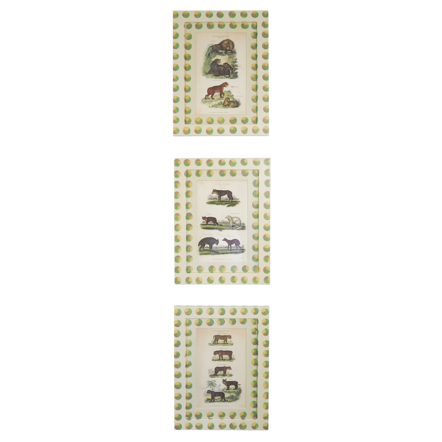 Trio of Antique Natural History Prints