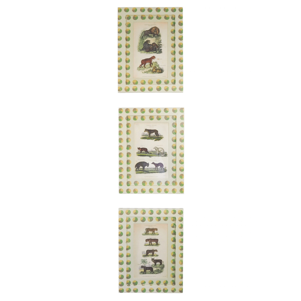 Trio of Antique Natural History Prints