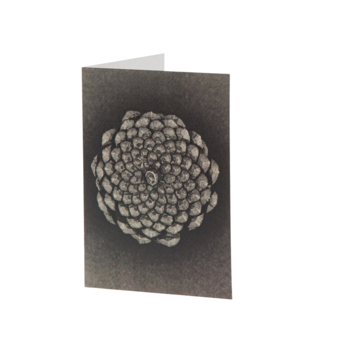 Fine Art Card - A Pine Cone