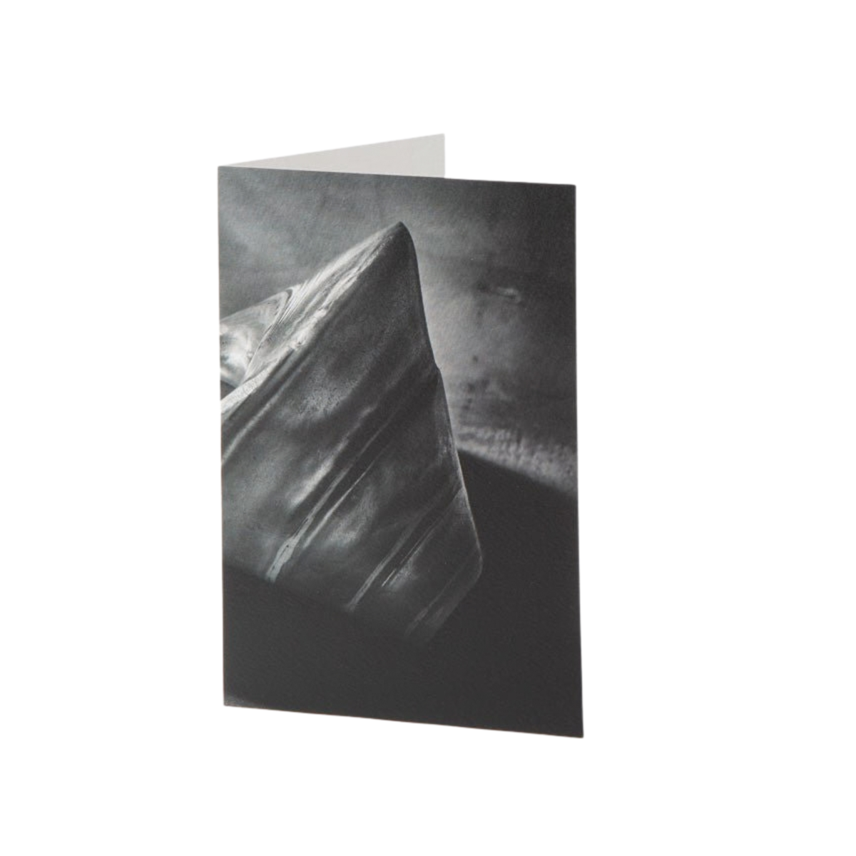 Fine Art Card - Shell Detail