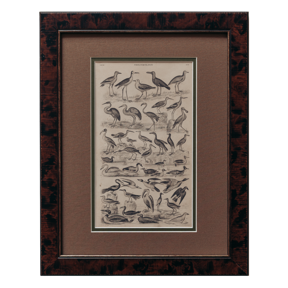 The Ornithology Plates Print