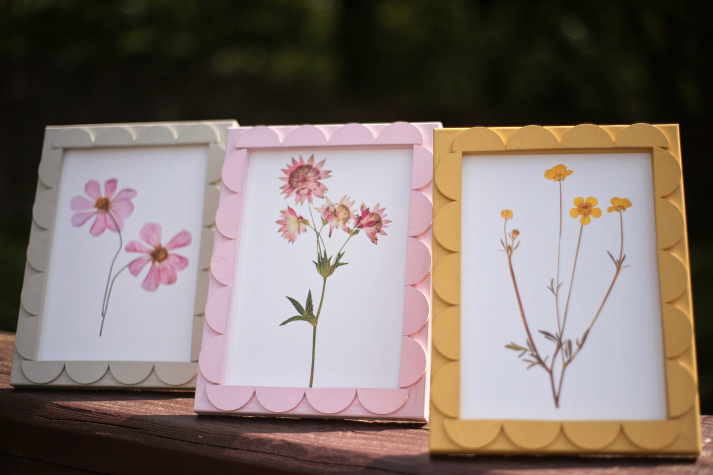 Peony Stained Scallop Frame