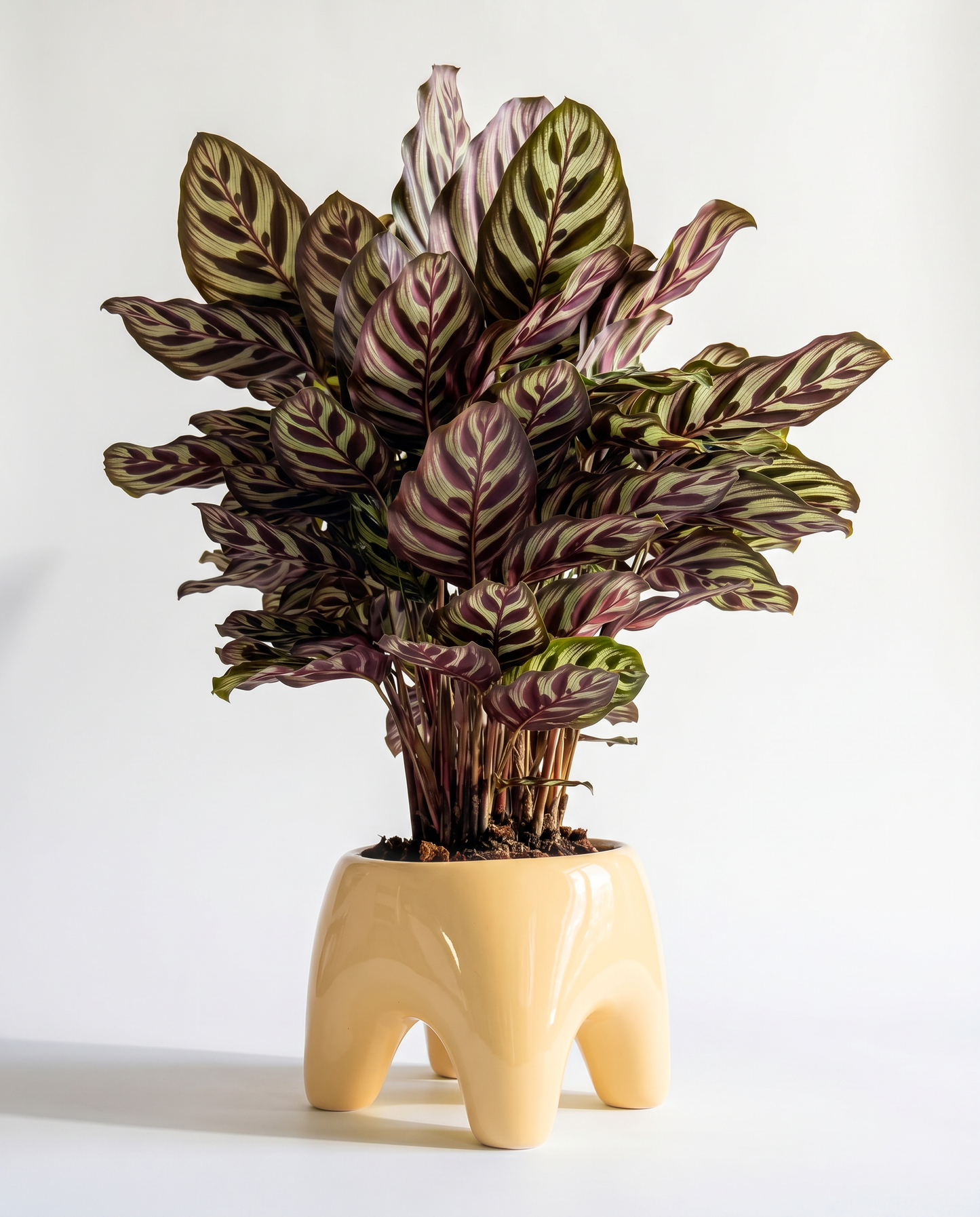 BUDDY Planter in Butter