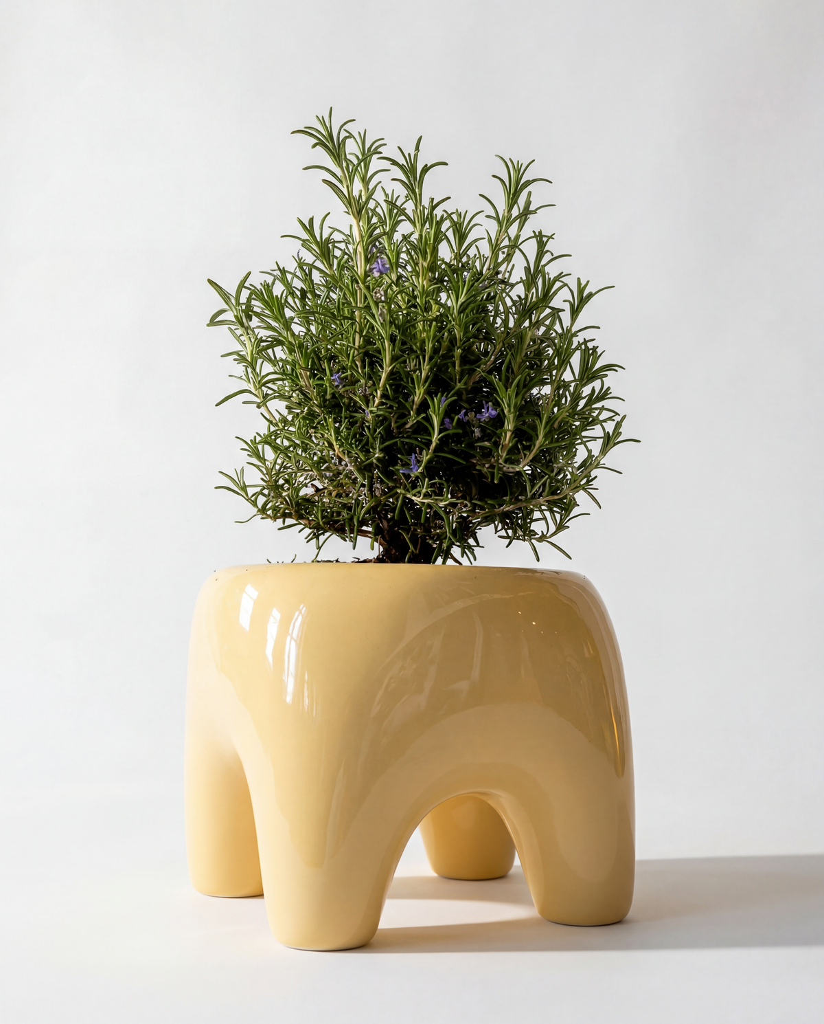 BUDDY Planter in Butter