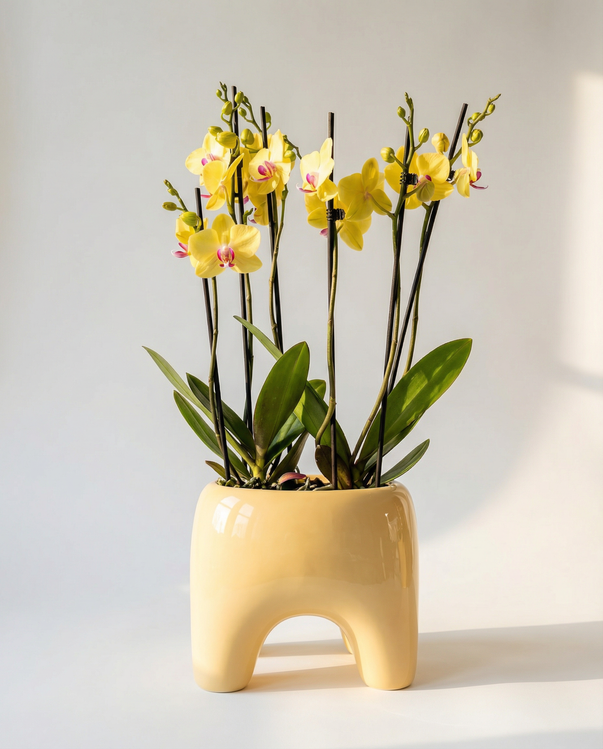 BUDDY Planter in Butter