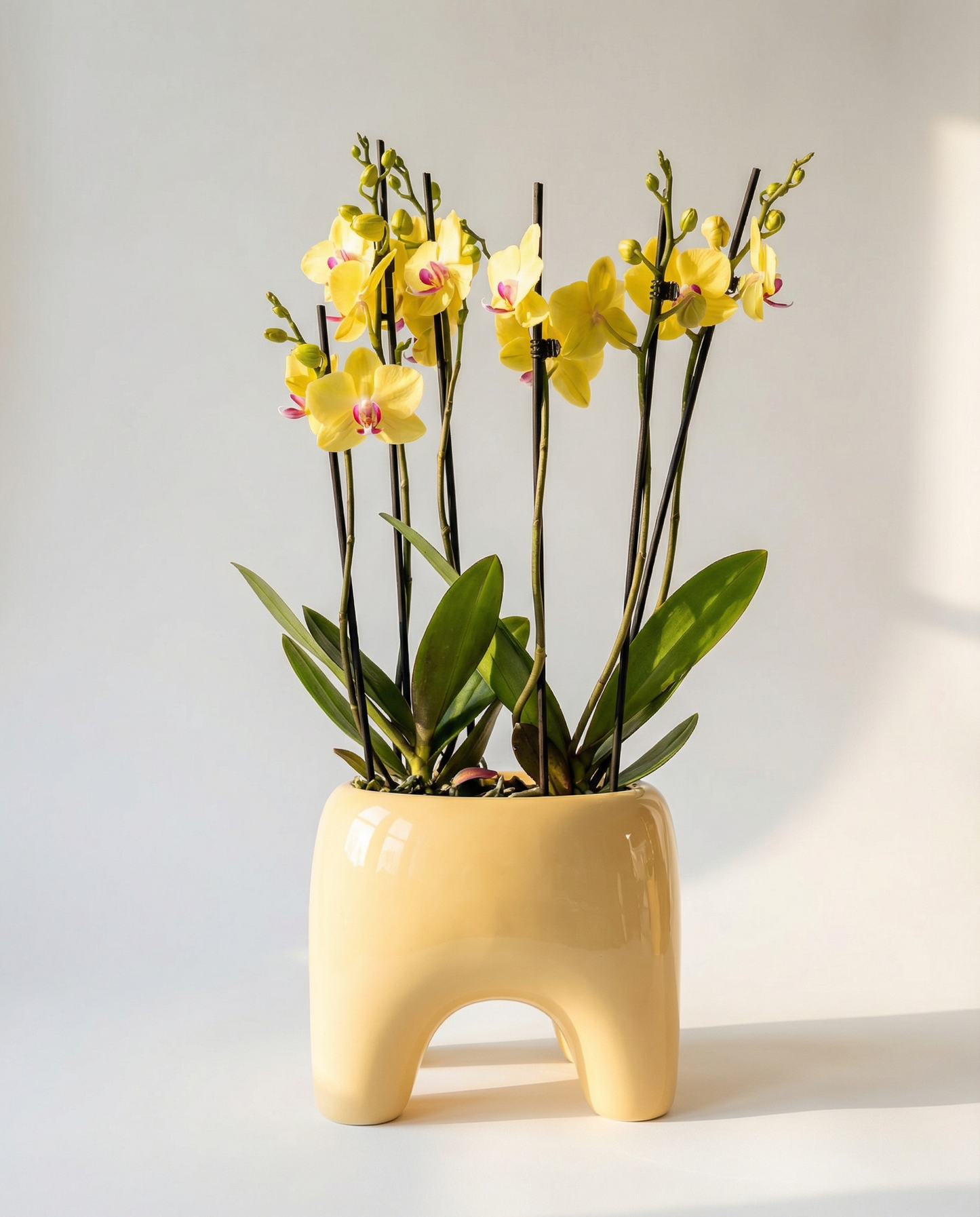 BUDDY Planter in Butter