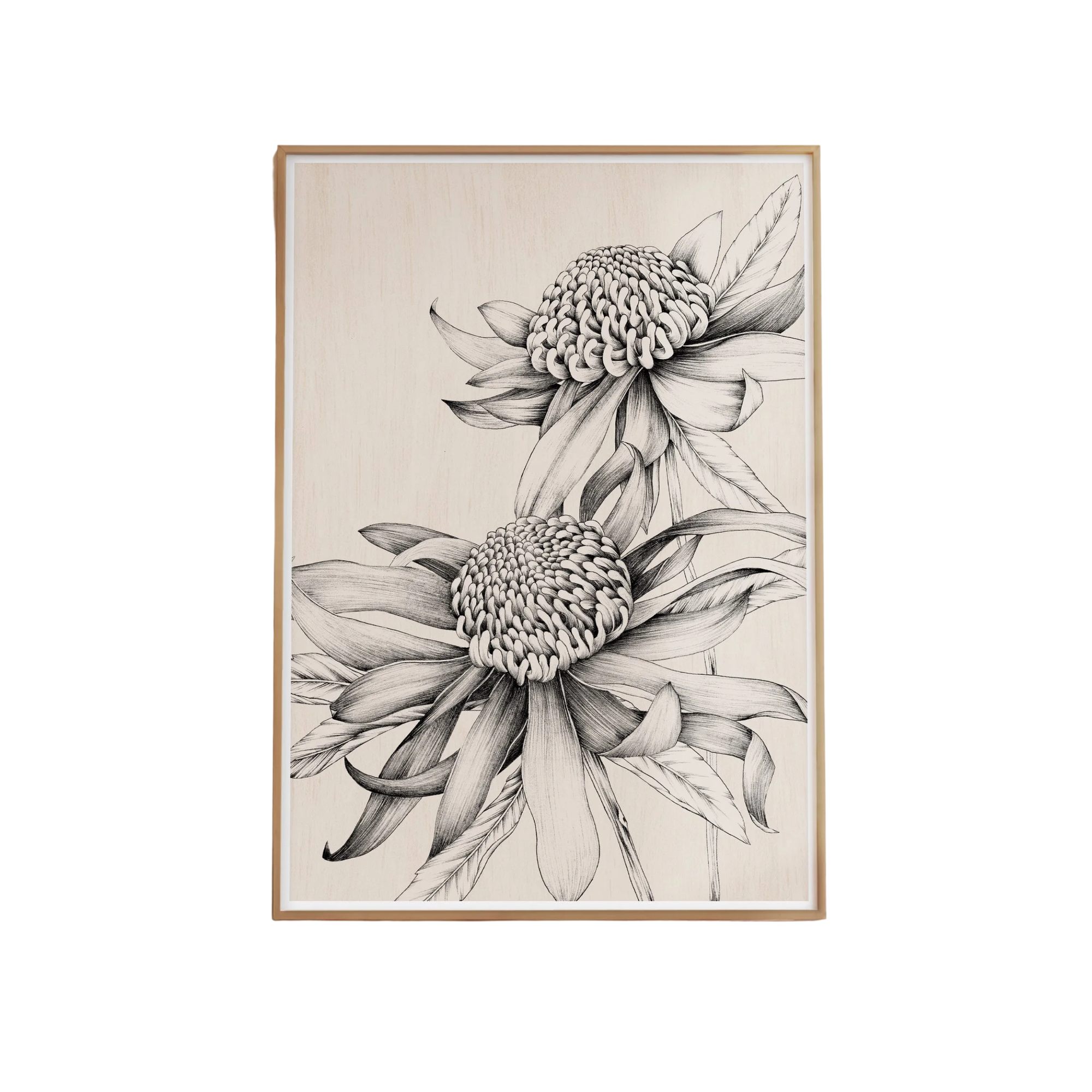 Waratah Study Artprint