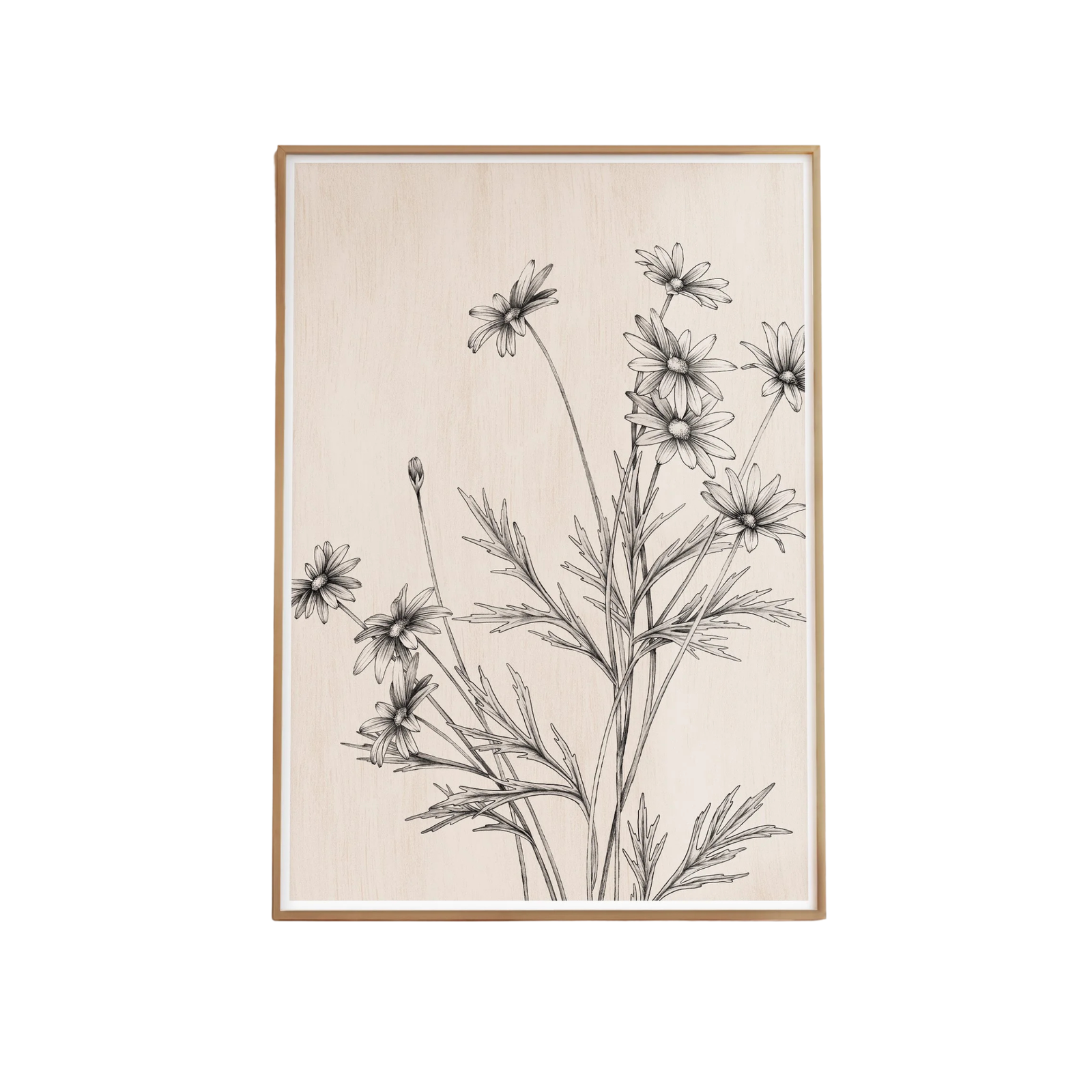 Daisy Study Artprint