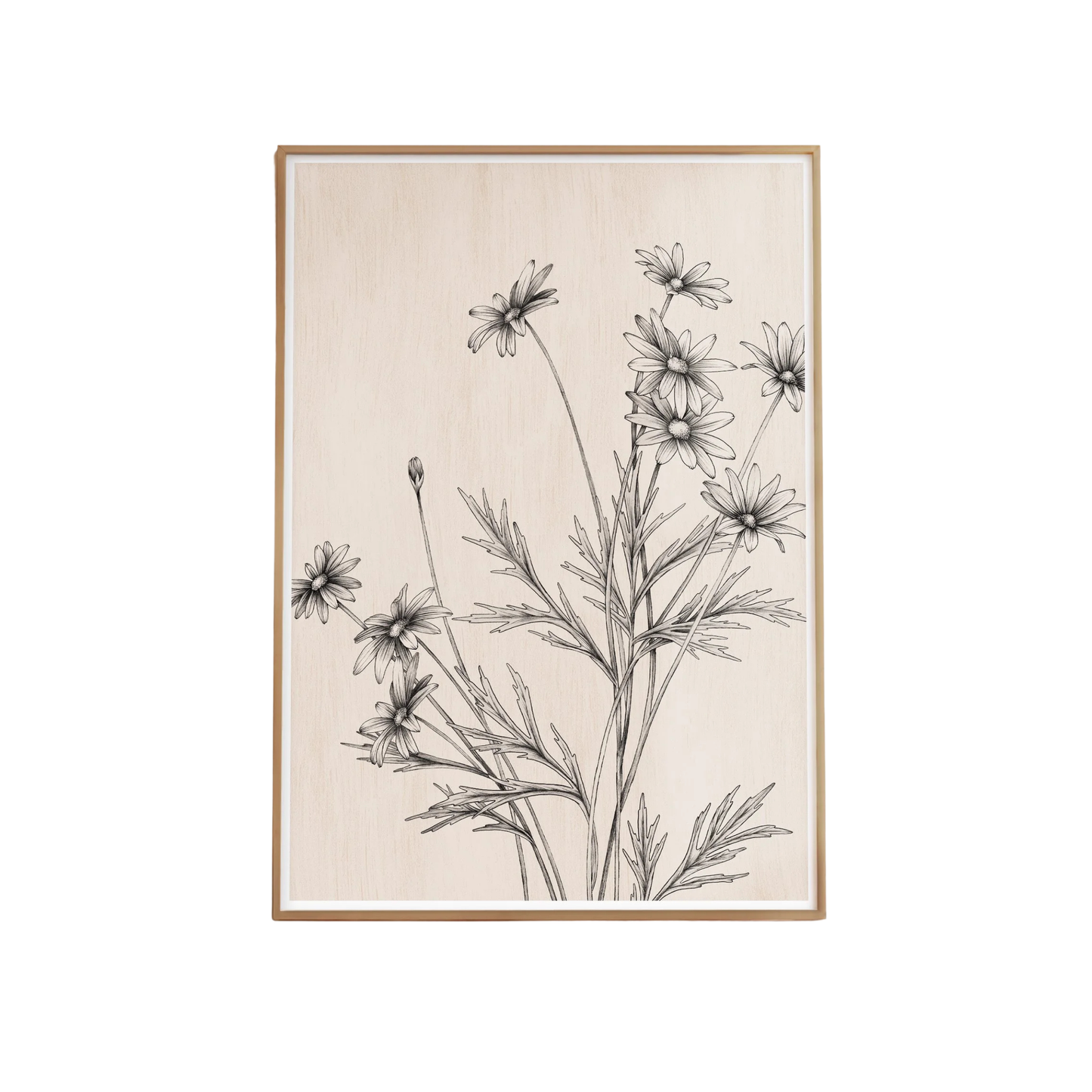 Daisy Study Artprint