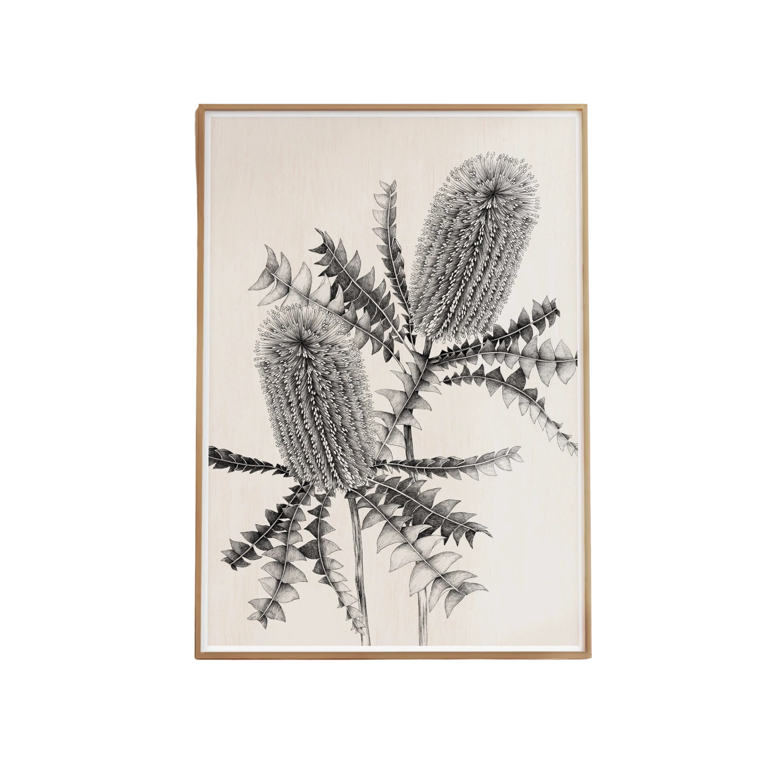 Banksia Study Artprint