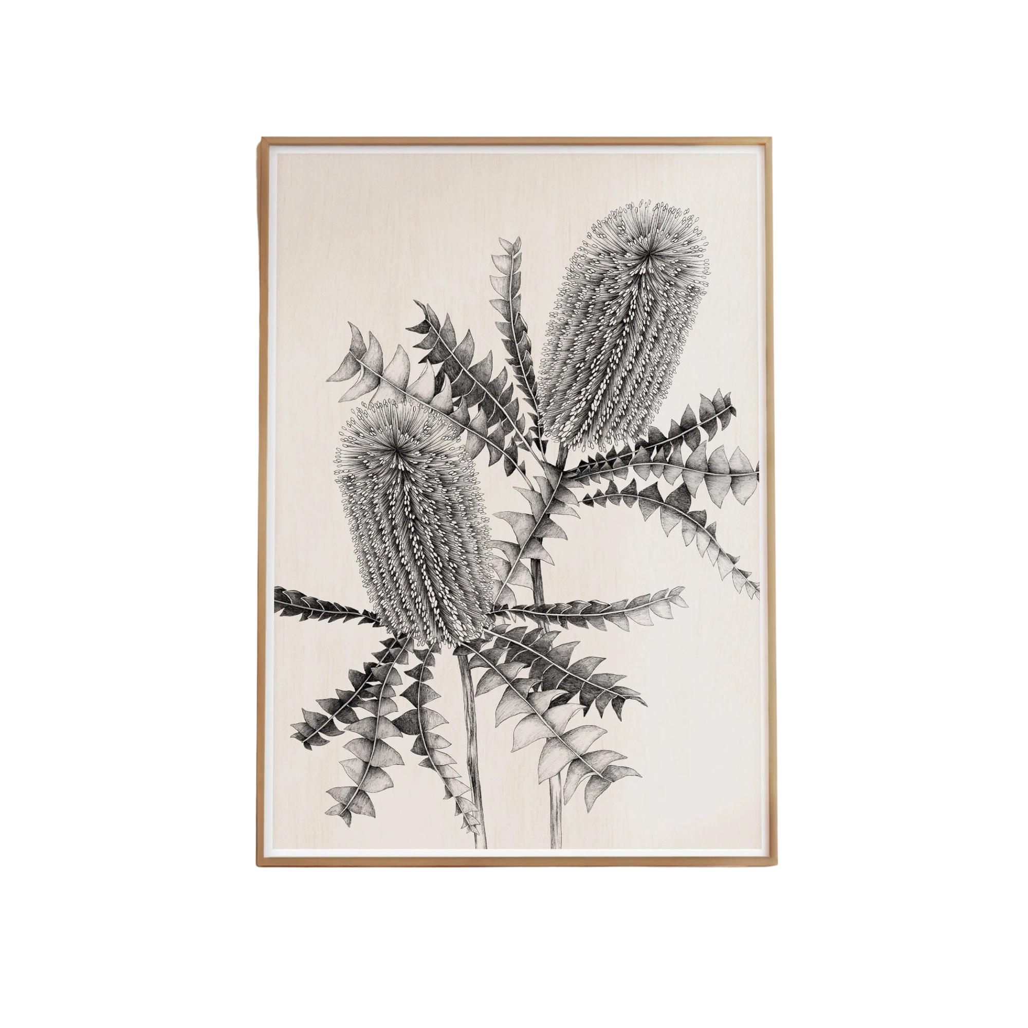 Banksia Study Artprint