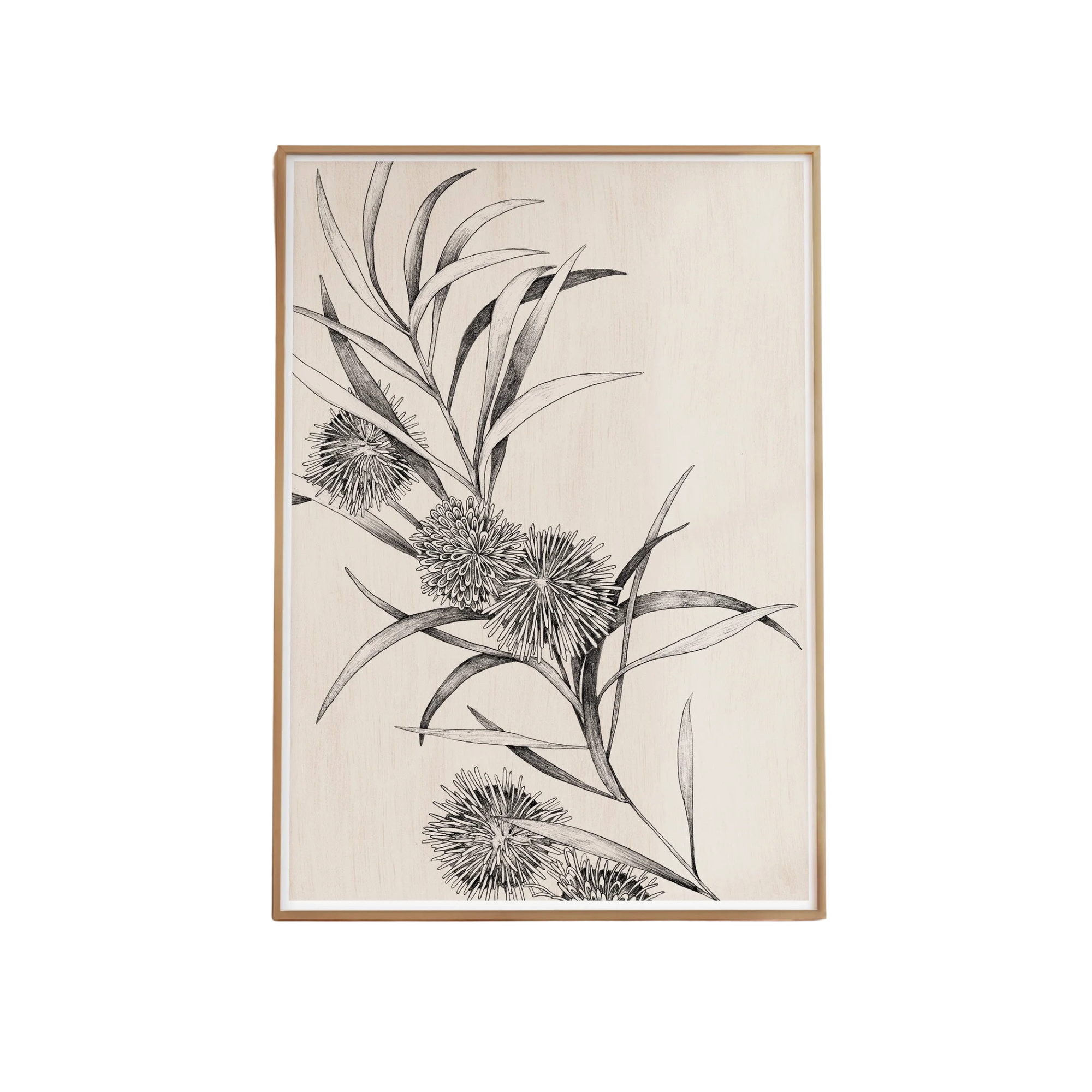 Hakea Study Artprint