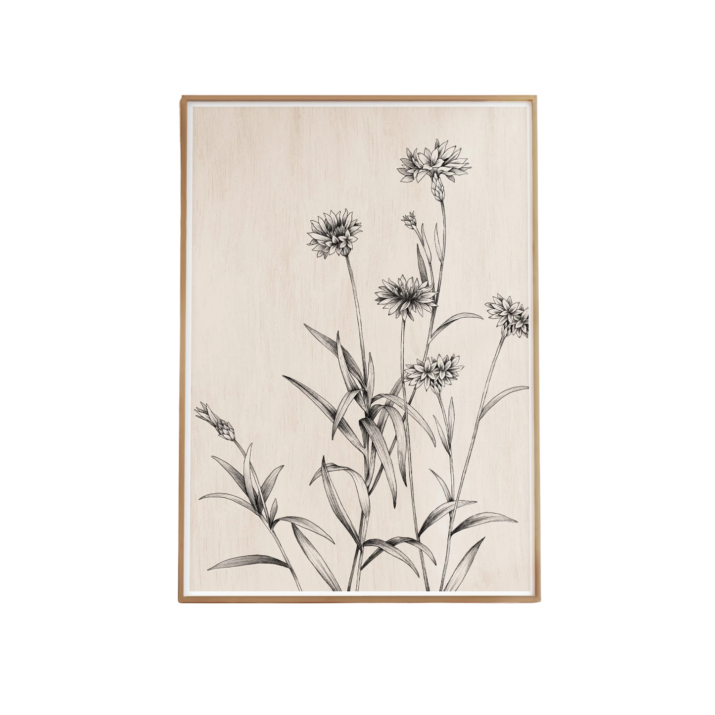Cornflower Study Artprint