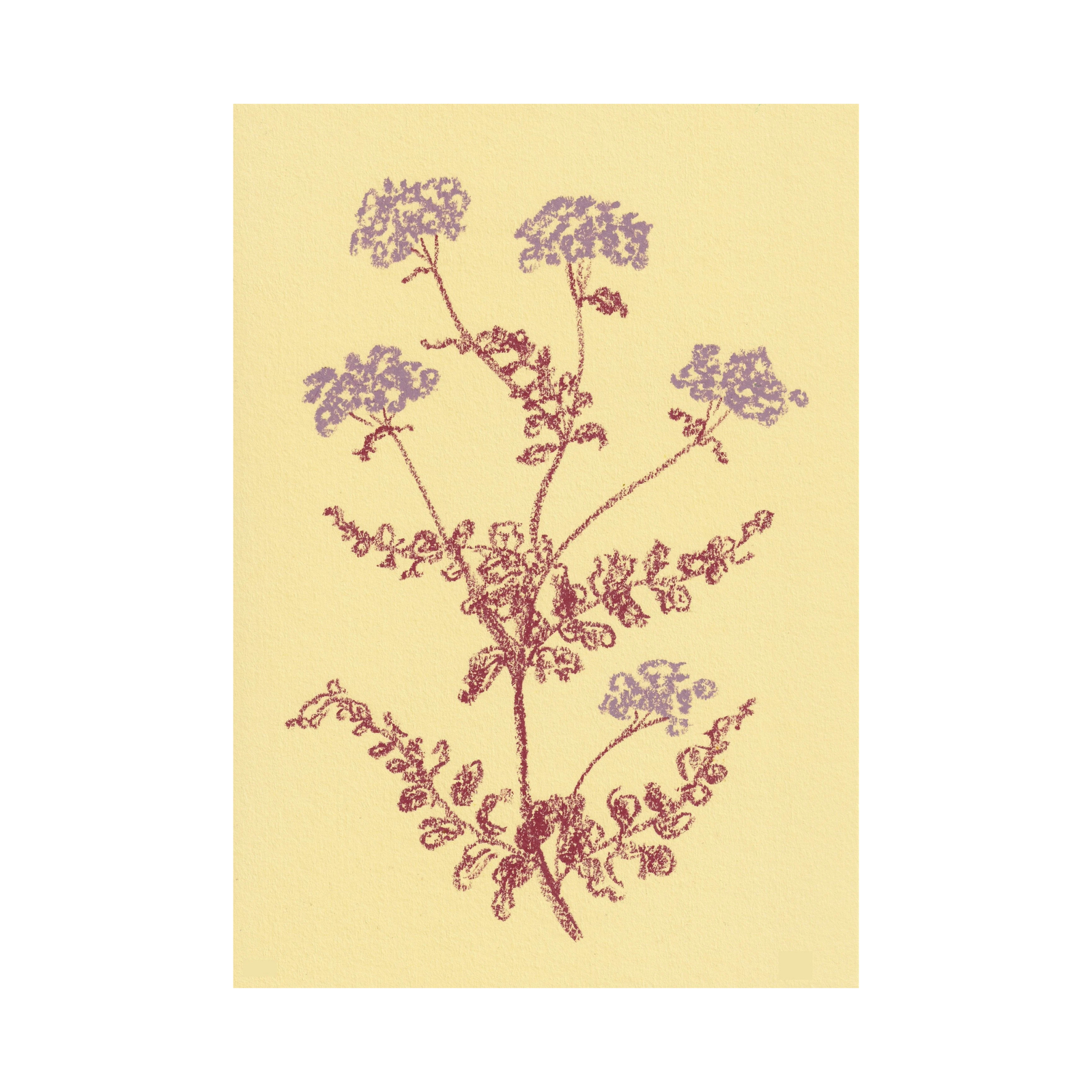 Yarrow Print