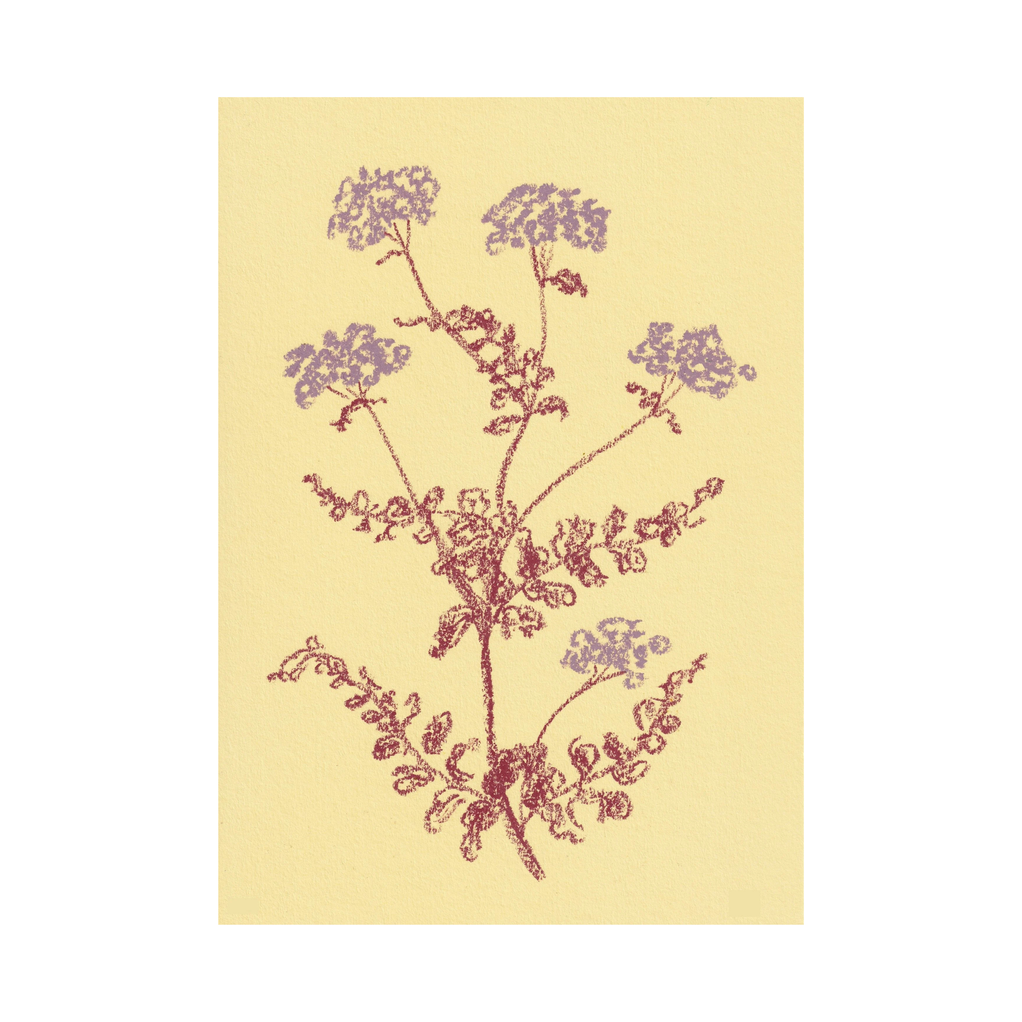 Yarrow Print