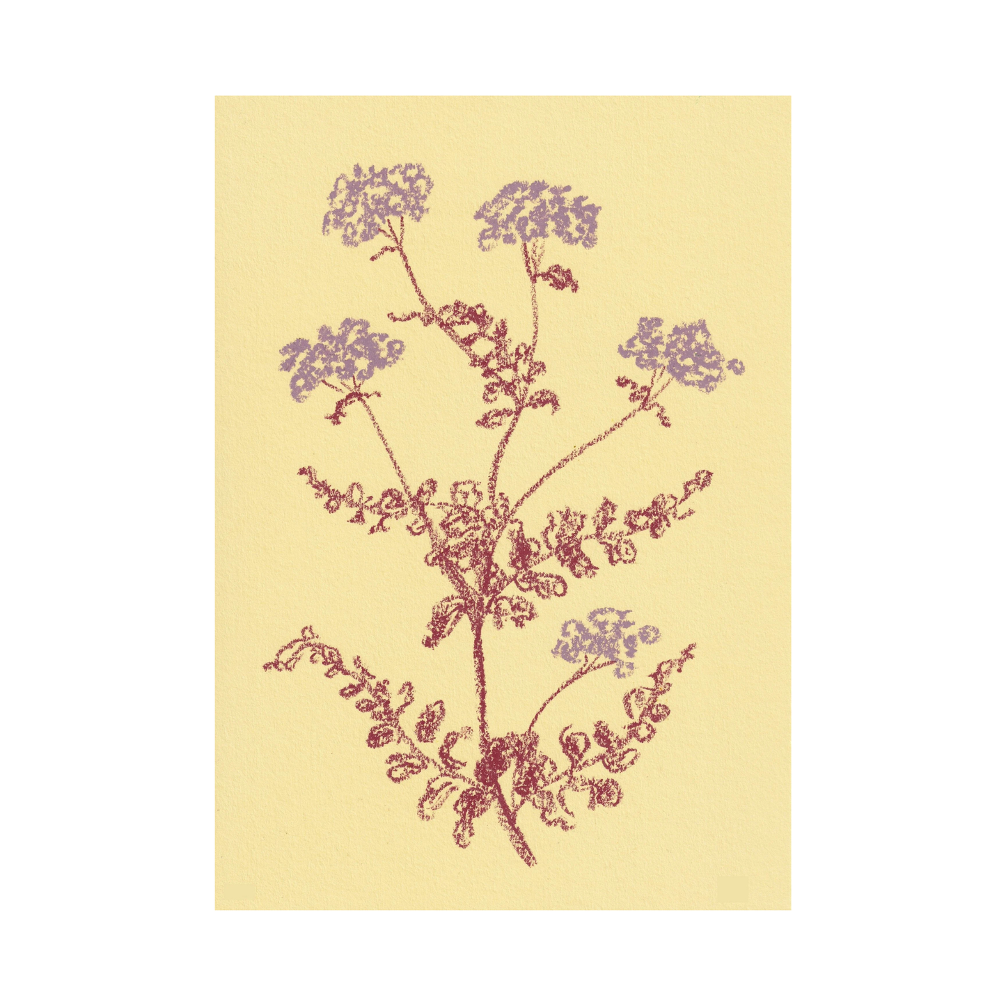 Yarrow Print