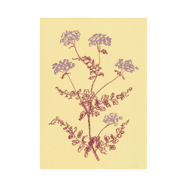 Yarrow Print