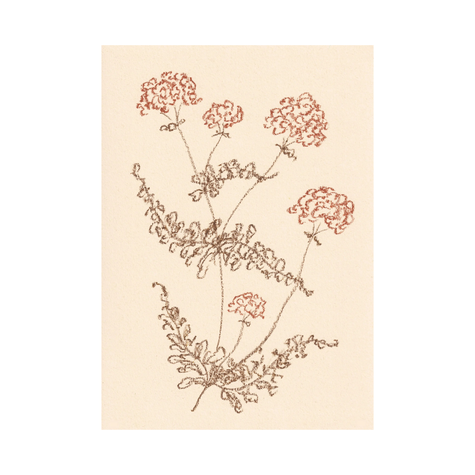 Yarrow Print