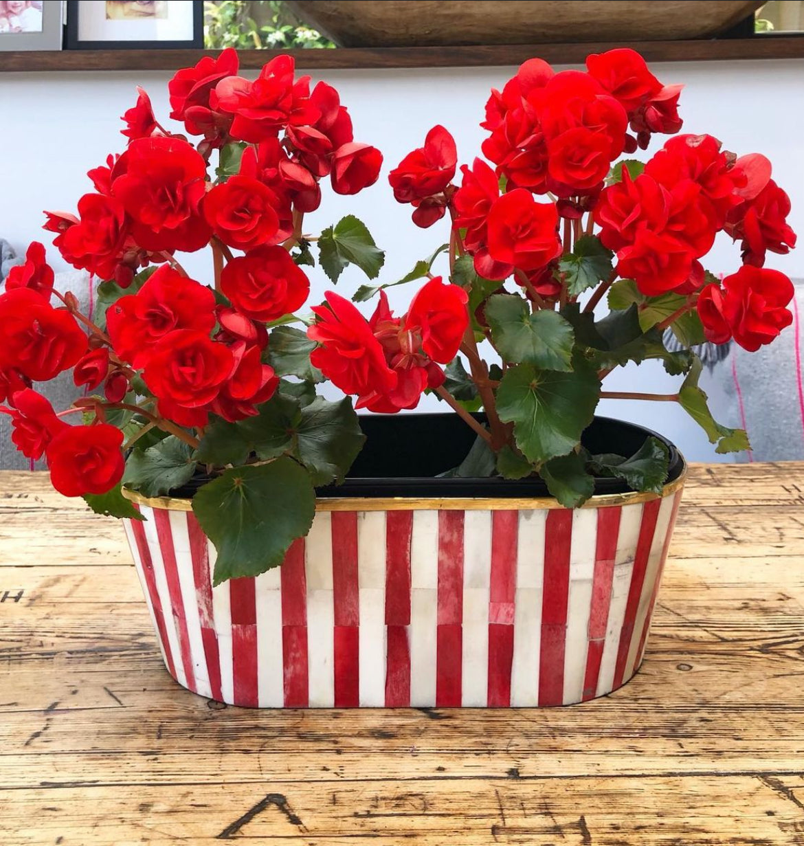 Oblong Inlay Planter | Large | Red | Striped