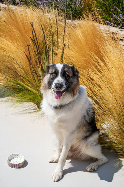 Olive On Purple Stripes Pet Bowl