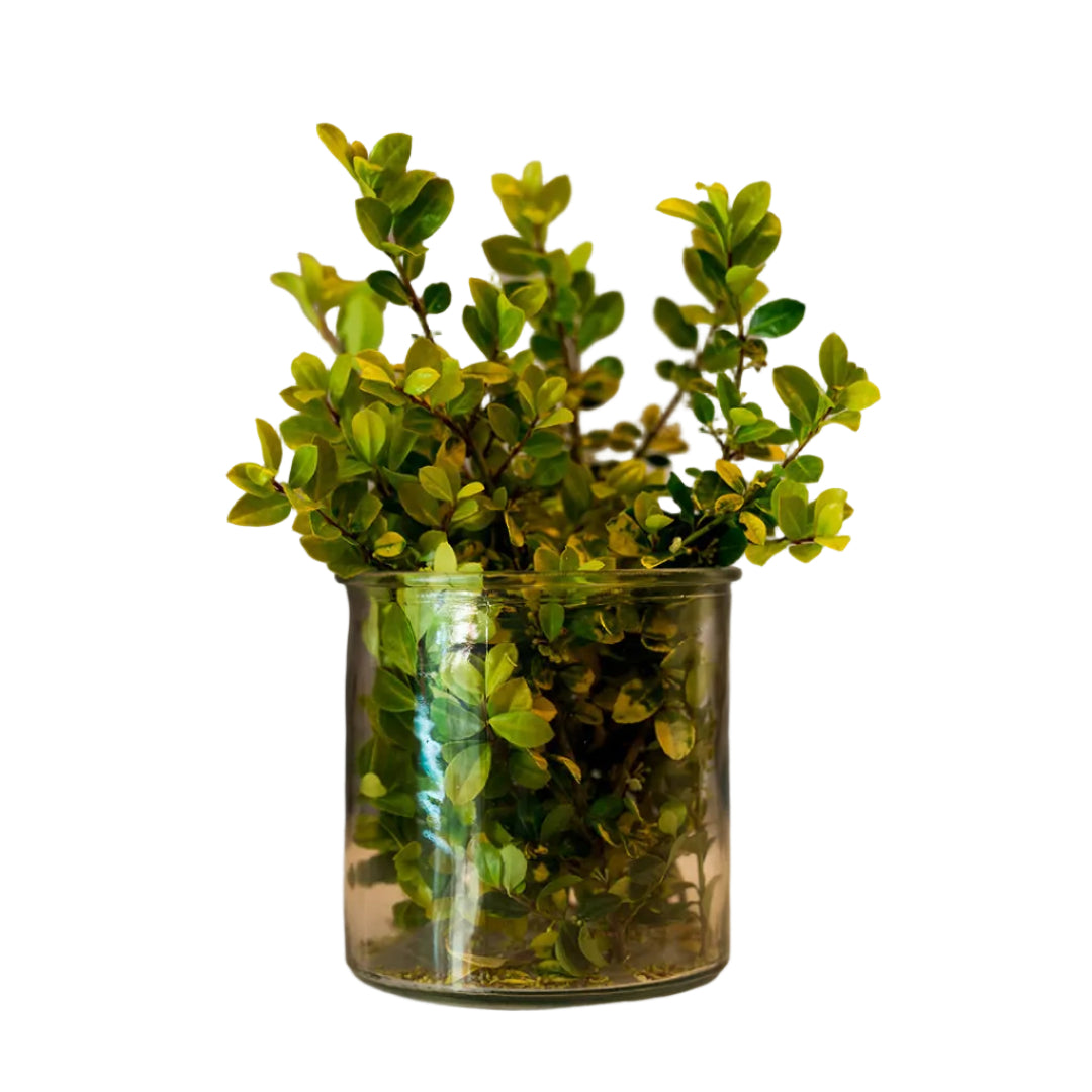 Classic Cylindrical Small Glass Vase, 10 cm