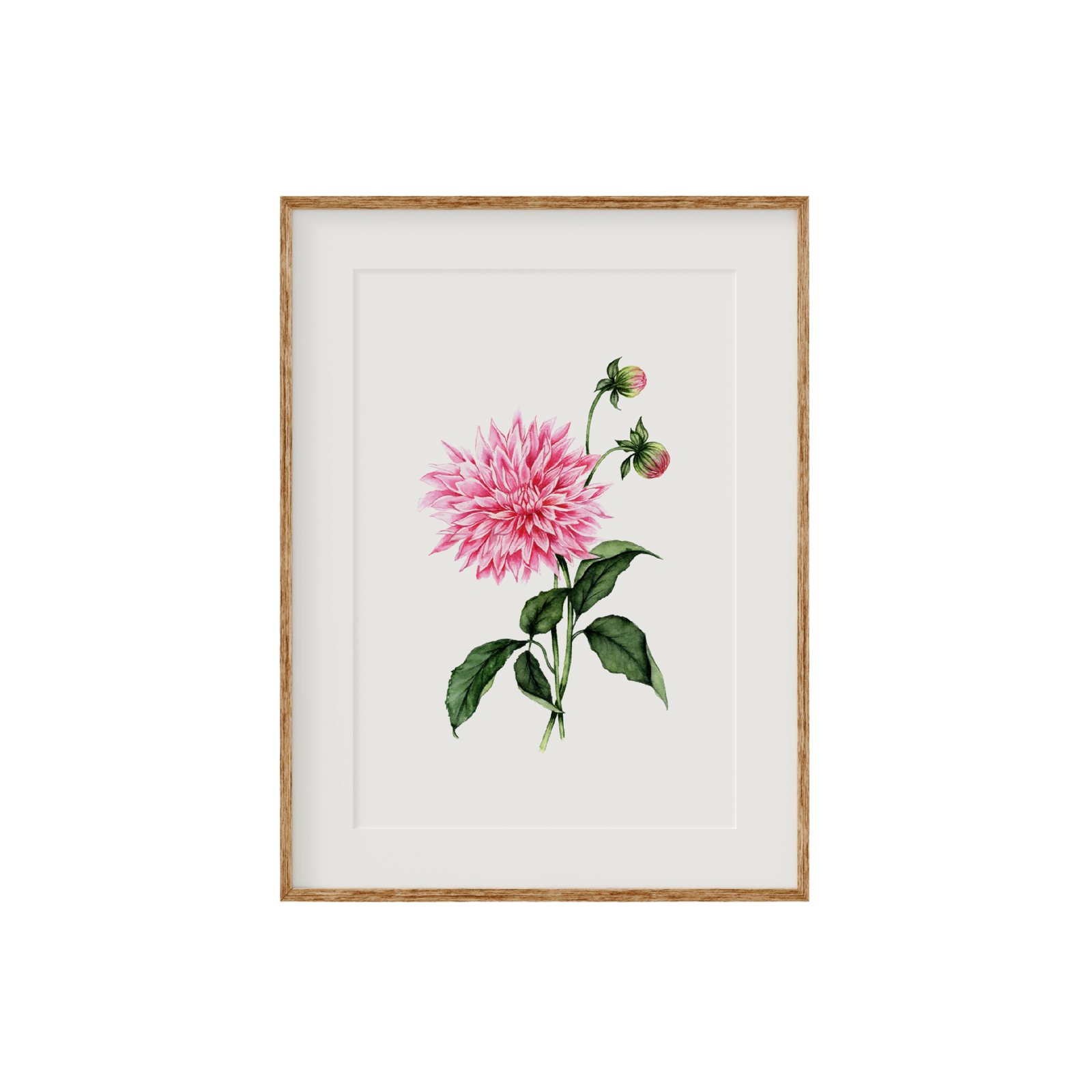 Dahlia Fine Art Print