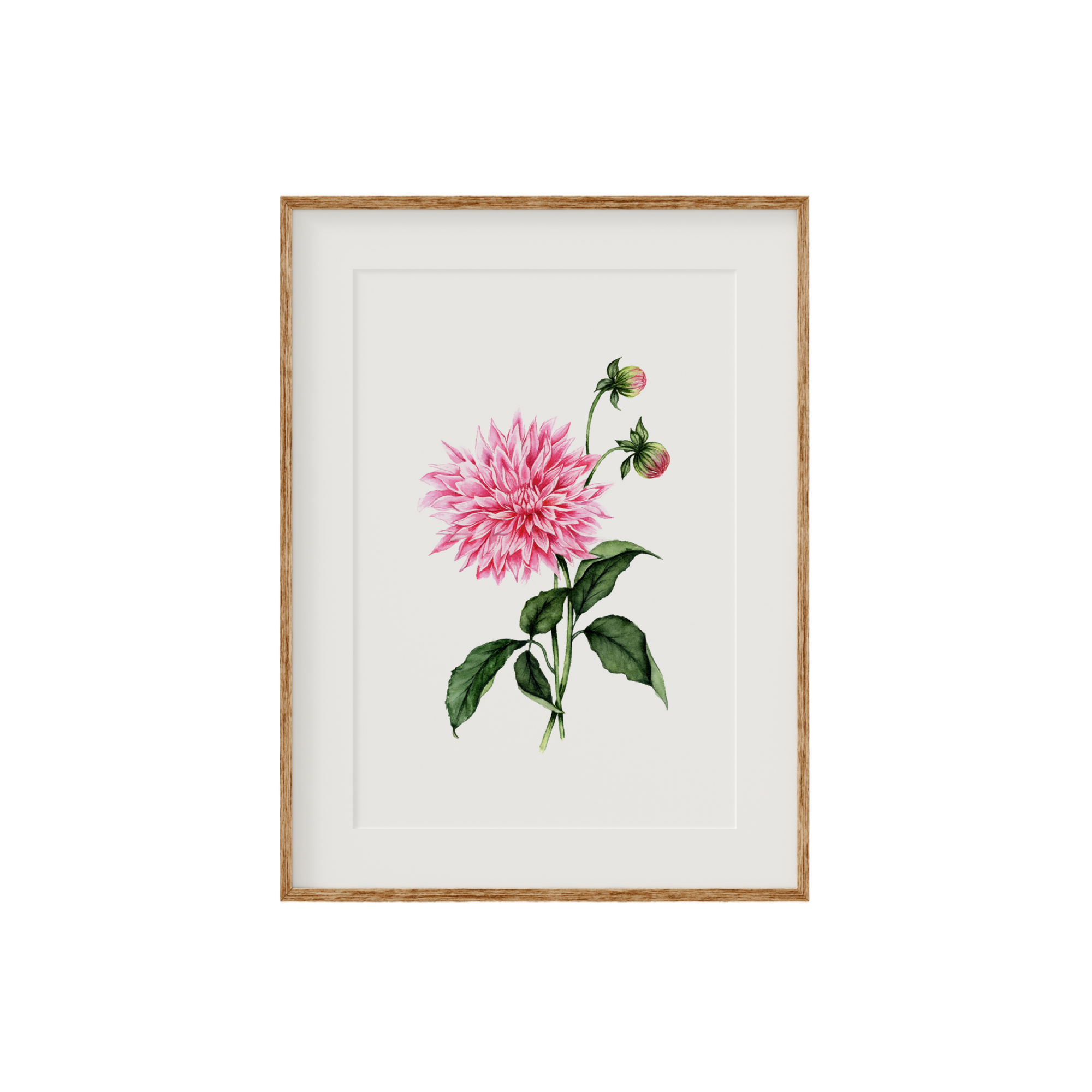 Dahlia Fine Art Print