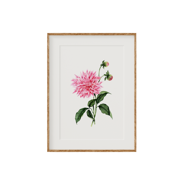Dahlia Fine Art Print