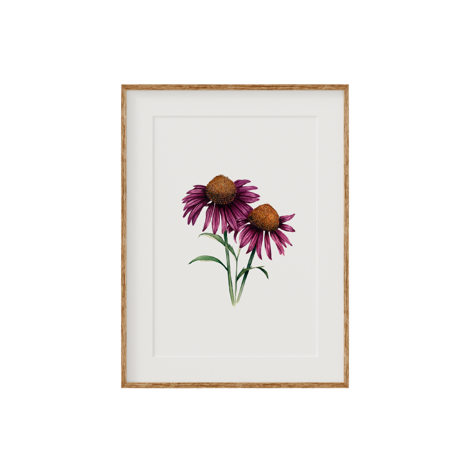 Echinacea Cone Flower Fine Art Print