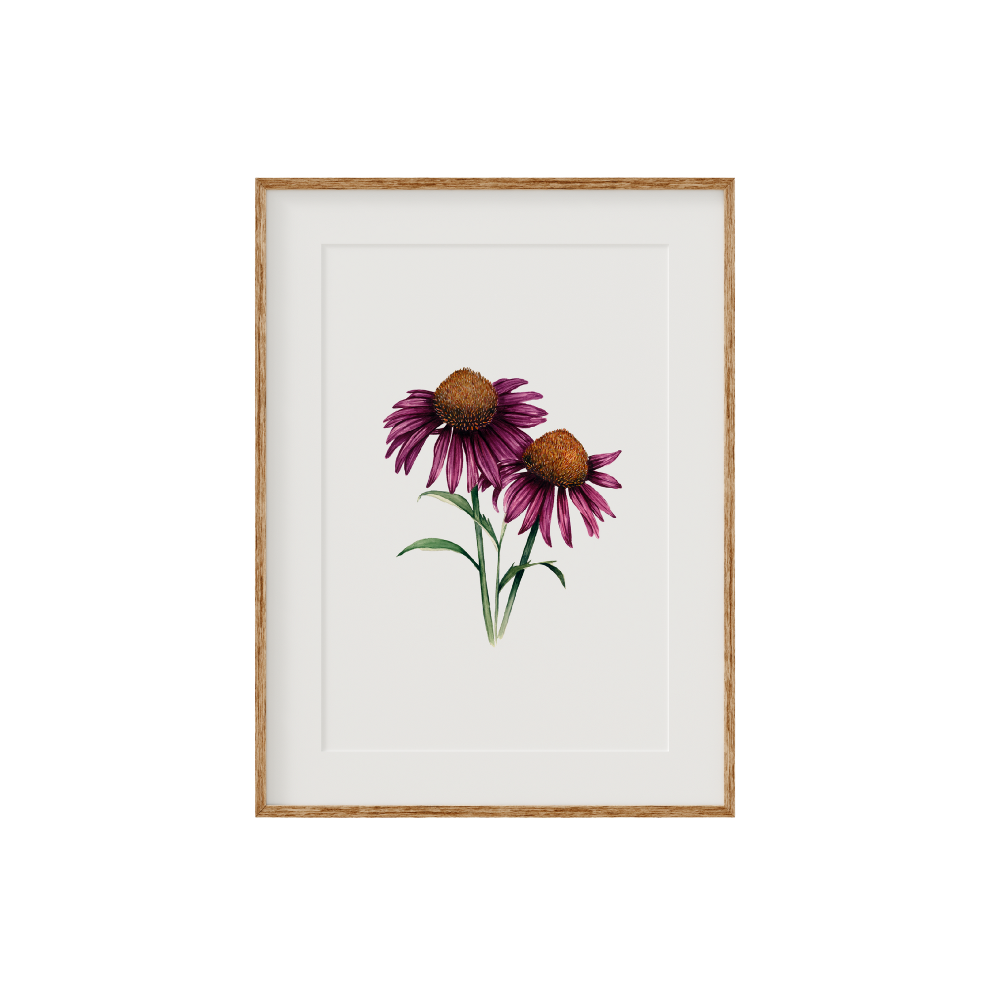Echinacea Cone Flower Fine Art Print