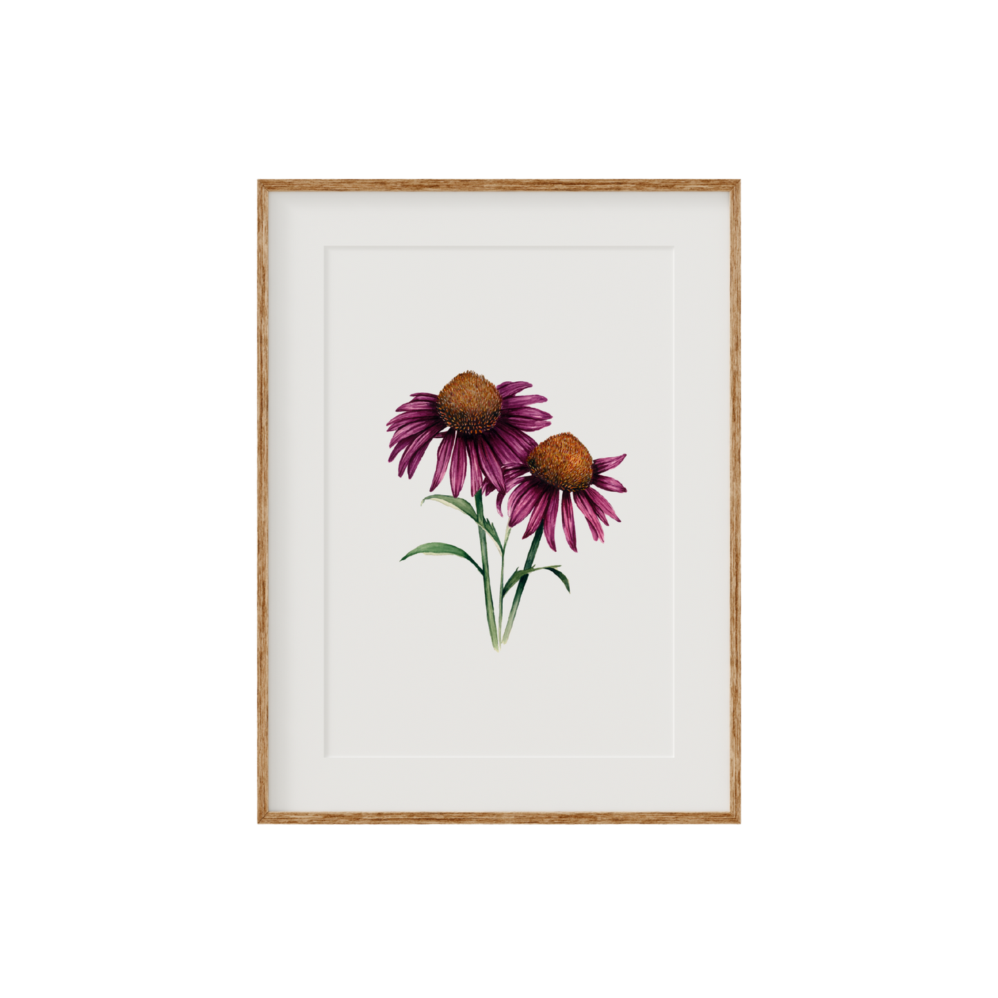 Echinacea Cone Flower Fine Art Print