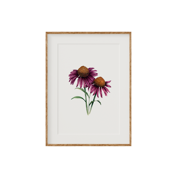 Echinacea Cone Flower Fine Art Print