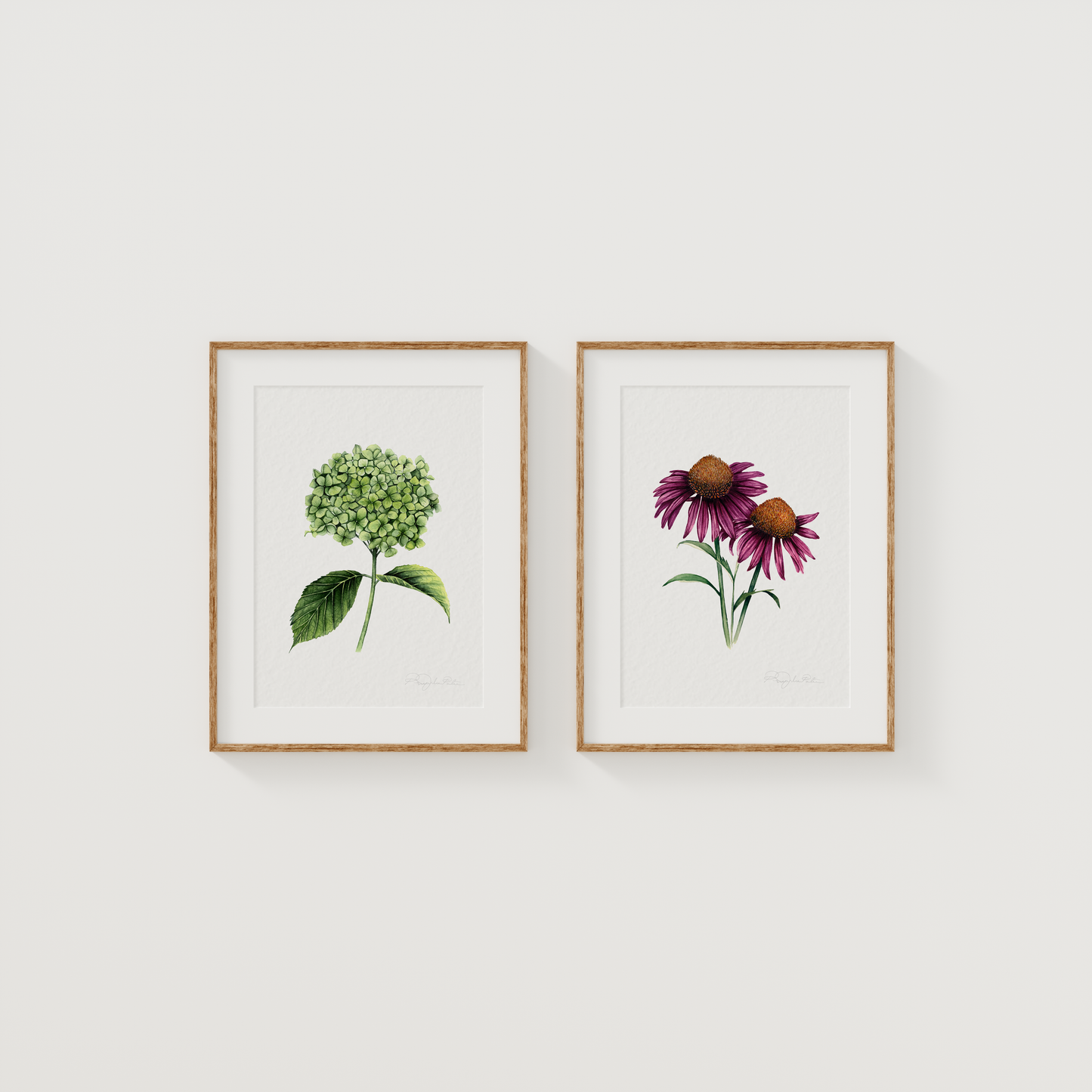 Echinacea Cone Flower Fine Art Print