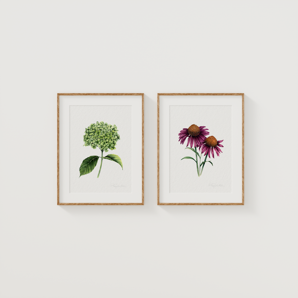 Echinacea Cone Flower Fine Art Print