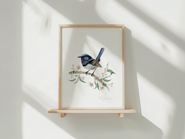 Superb Fairywren Bird Fine Art Print