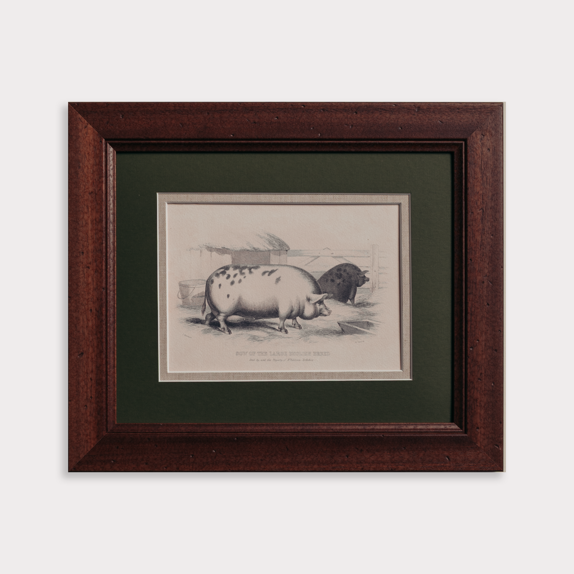 The Grumpy Pigs Artwork