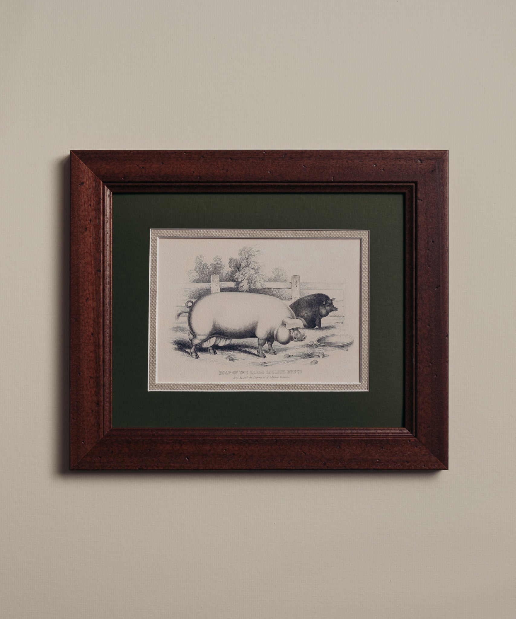 The Grumpy Pigs Artwork