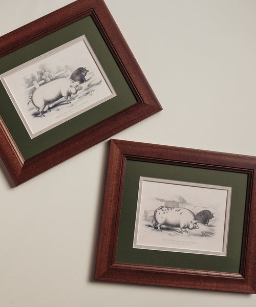 The Grumpy Pigs Artwork