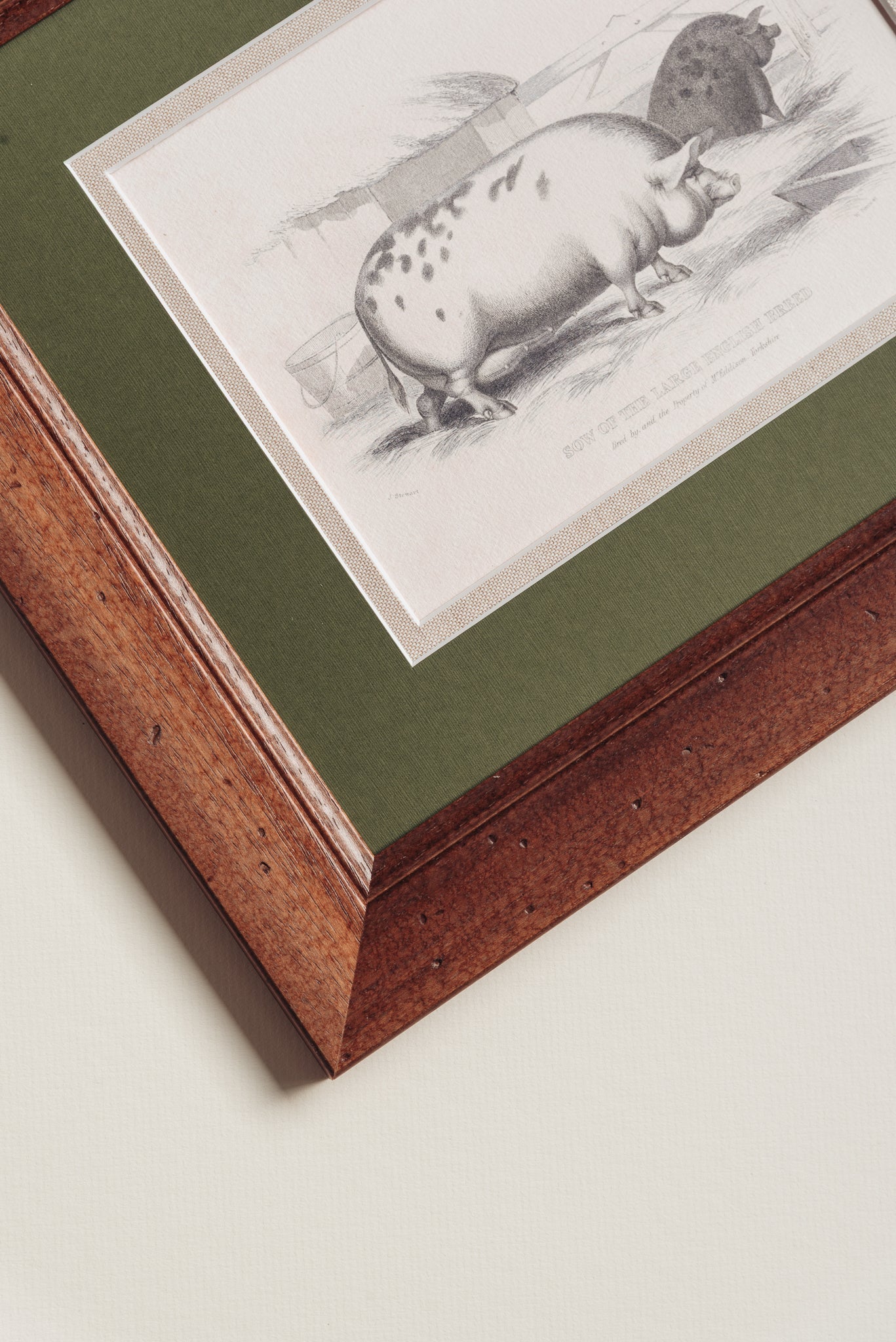 The Grumpy Pigs Artwork