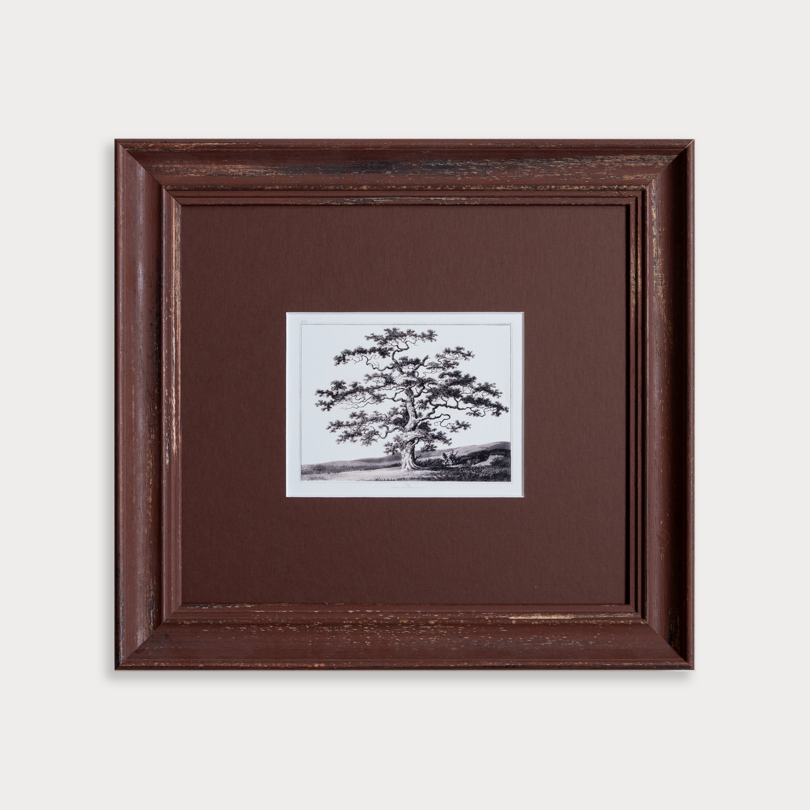 The Old Oak Tree Artwork