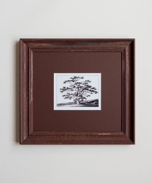The Old Oak Tree Artwork