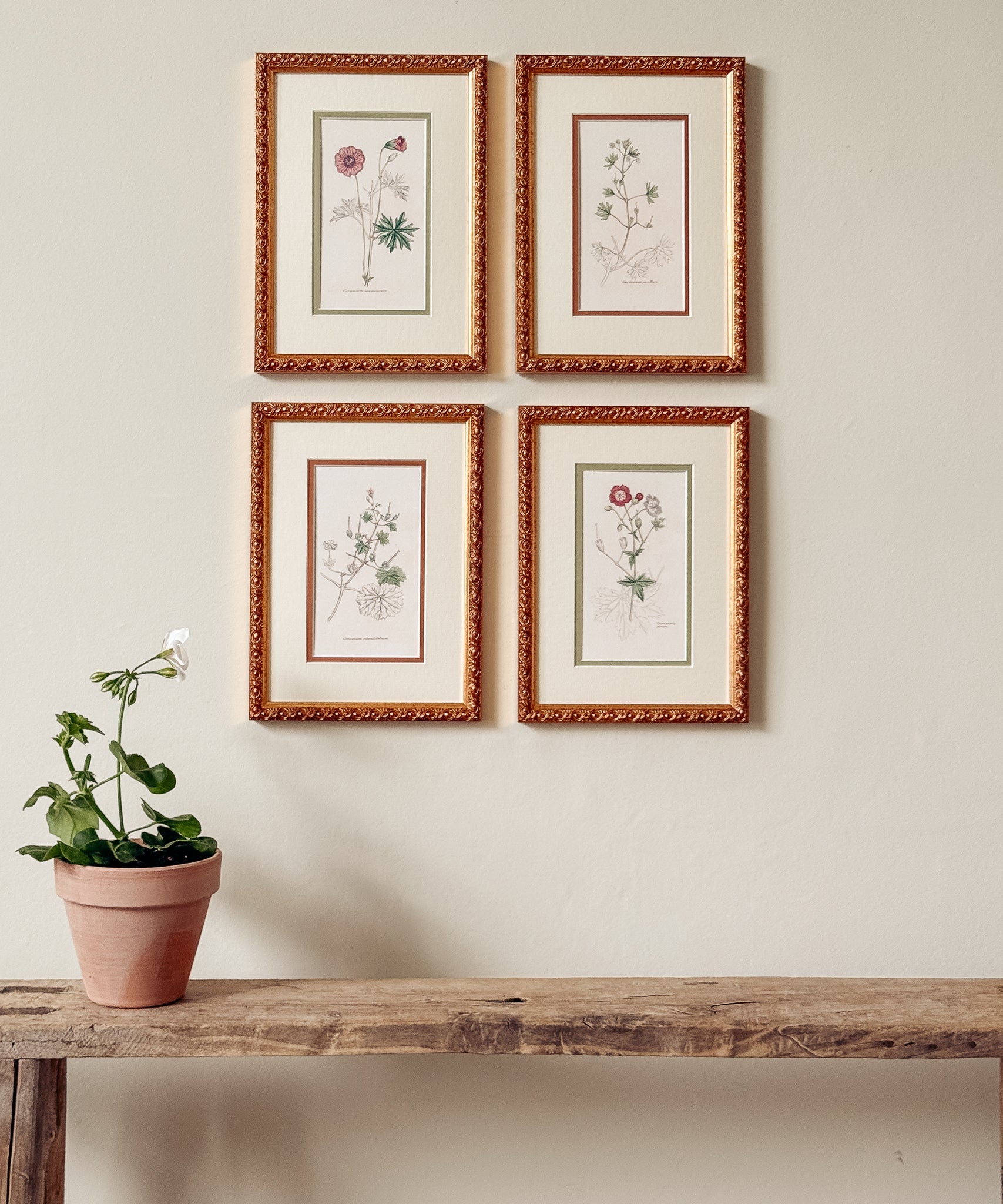 The Geraniums
