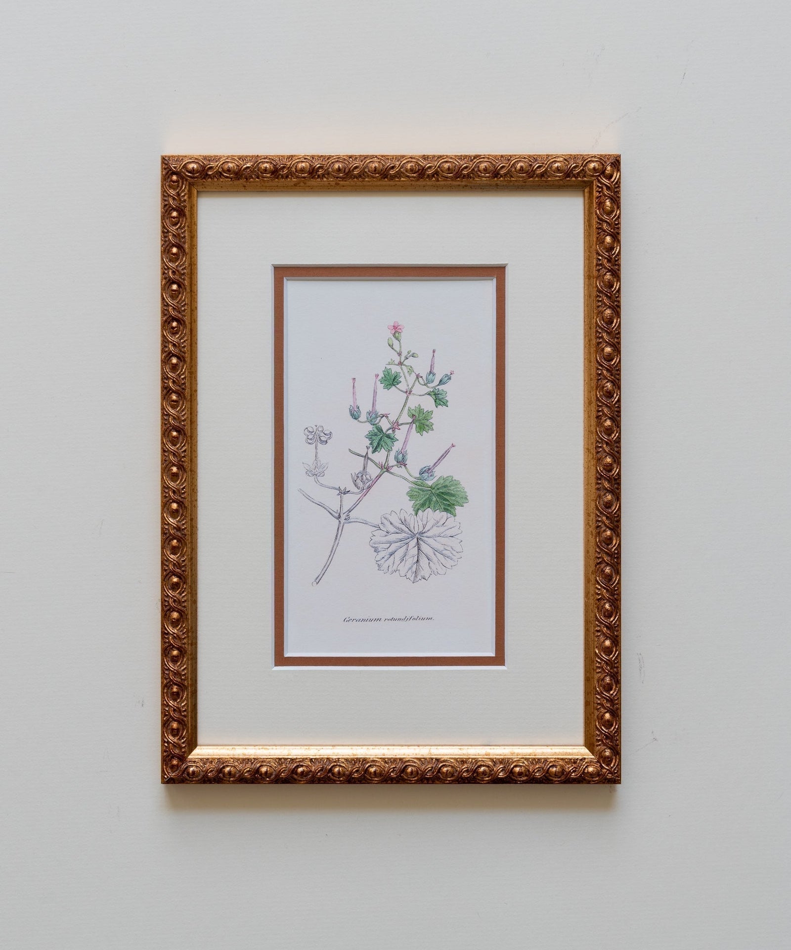 The Geraniums Artwork