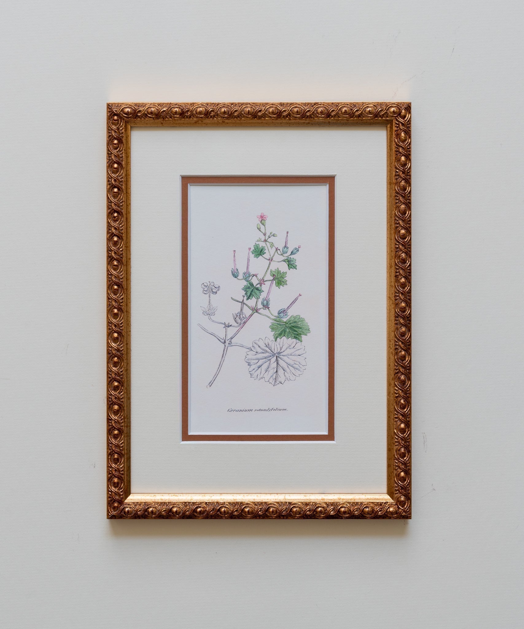 The Geraniums Artwork