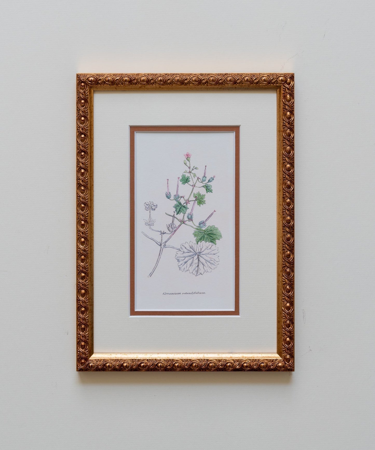 The Geraniums Artwork