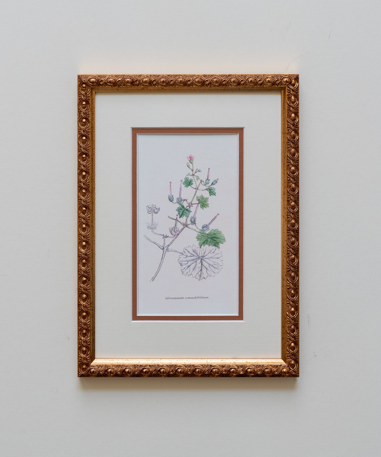 The Geraniums